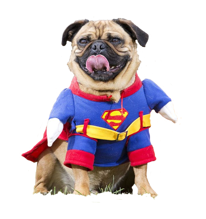 PsBattle: Dog posing happily in superman costume : r/photoshopbattles